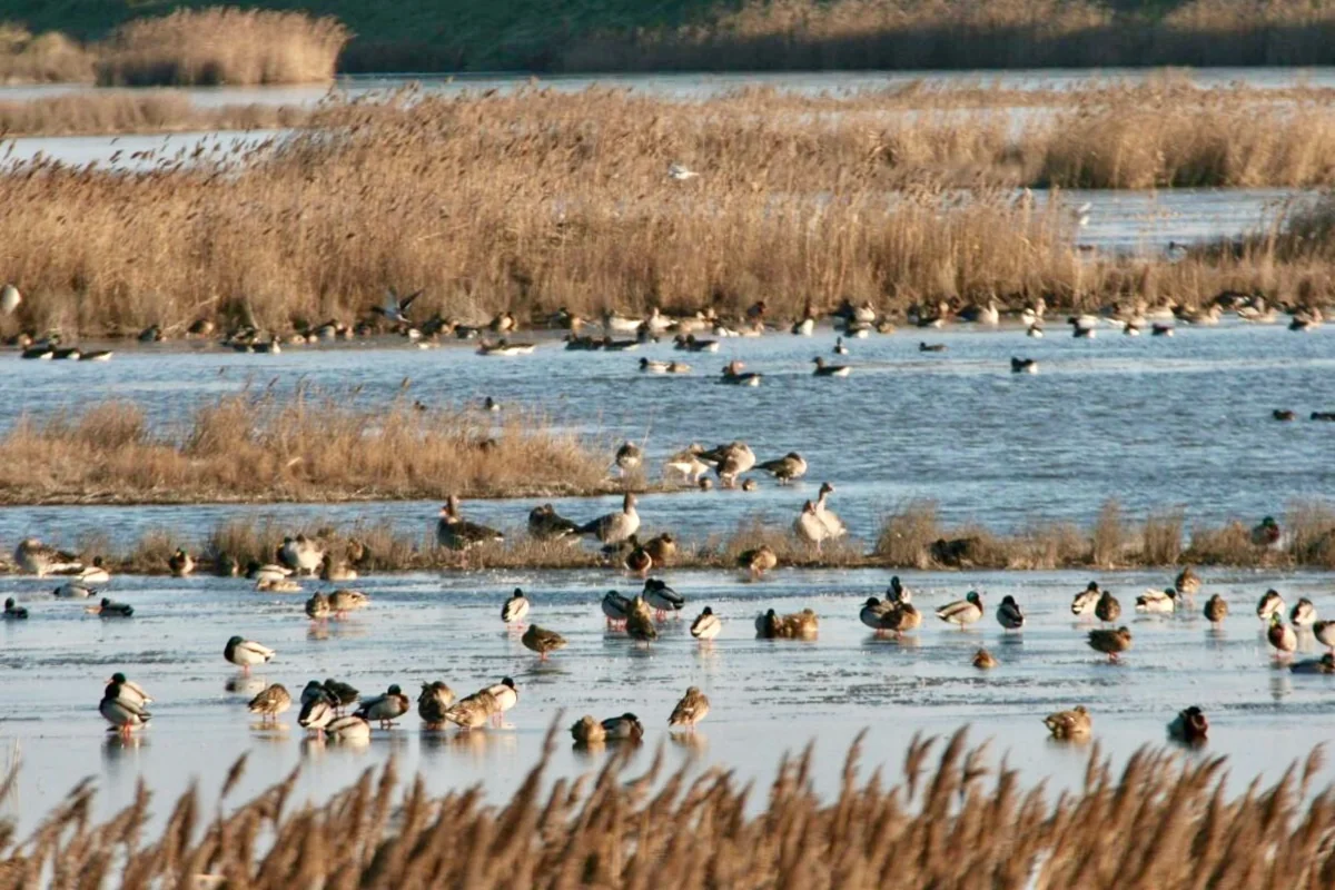 Brăila & Delta del Danubio