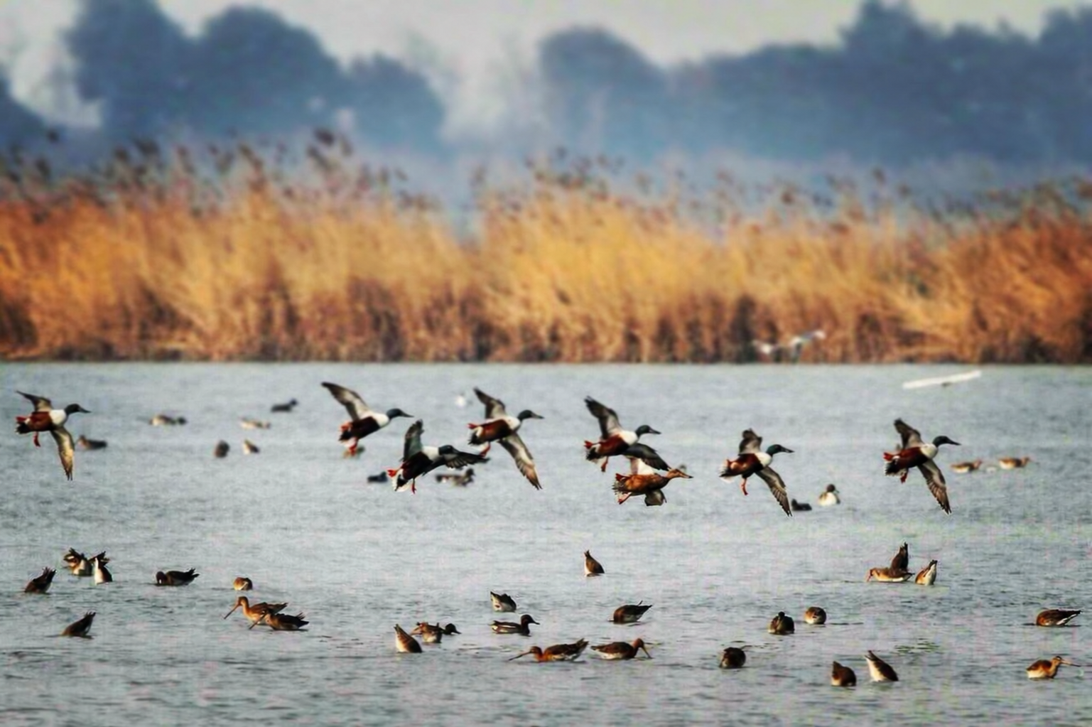 Anatre in volo sulla laguna di Brăila